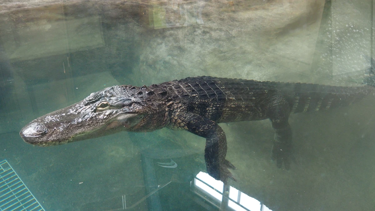 Alligator | Animal Alphabet Wiki | Fandom