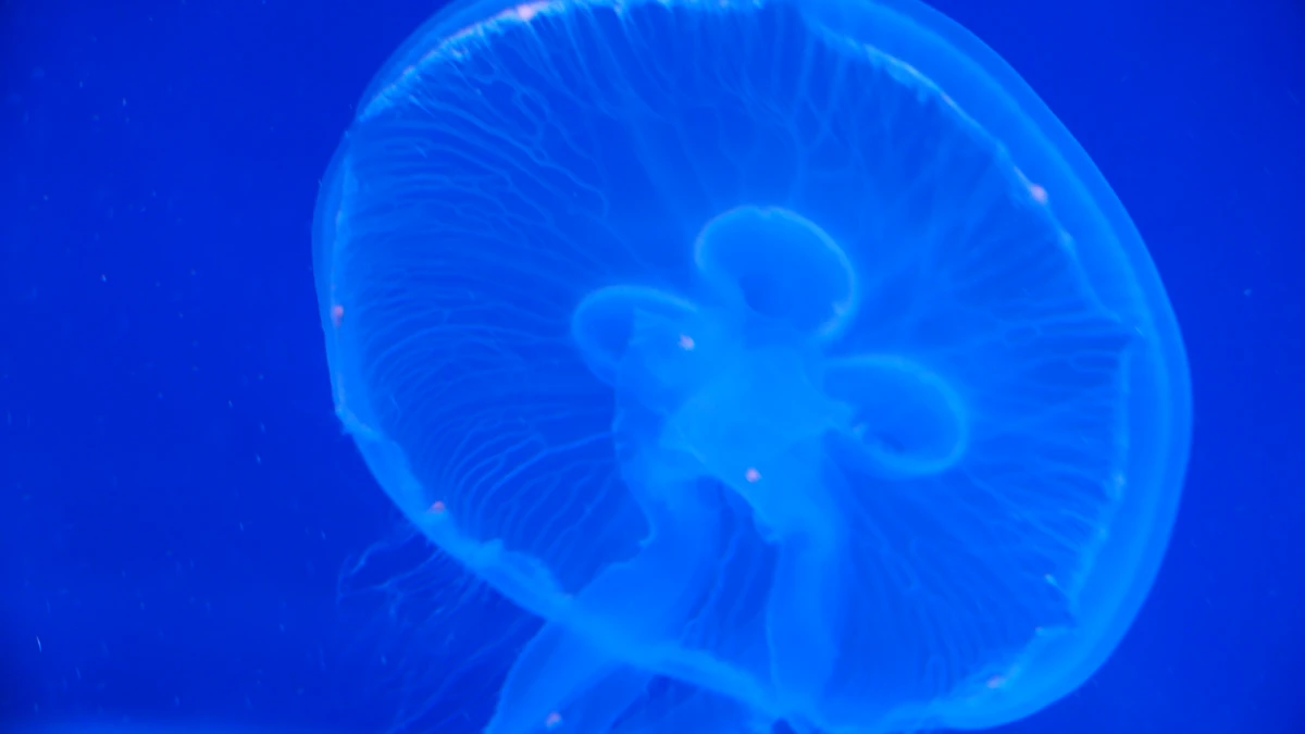 Jellyfish | Animal Alphabet Wiki | Fandom