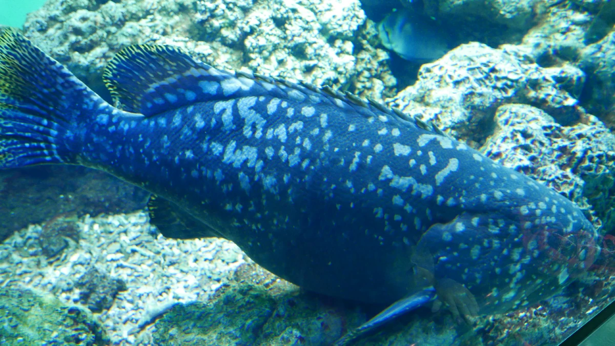 Grouper | Animal Alphabet Wiki | Fandom