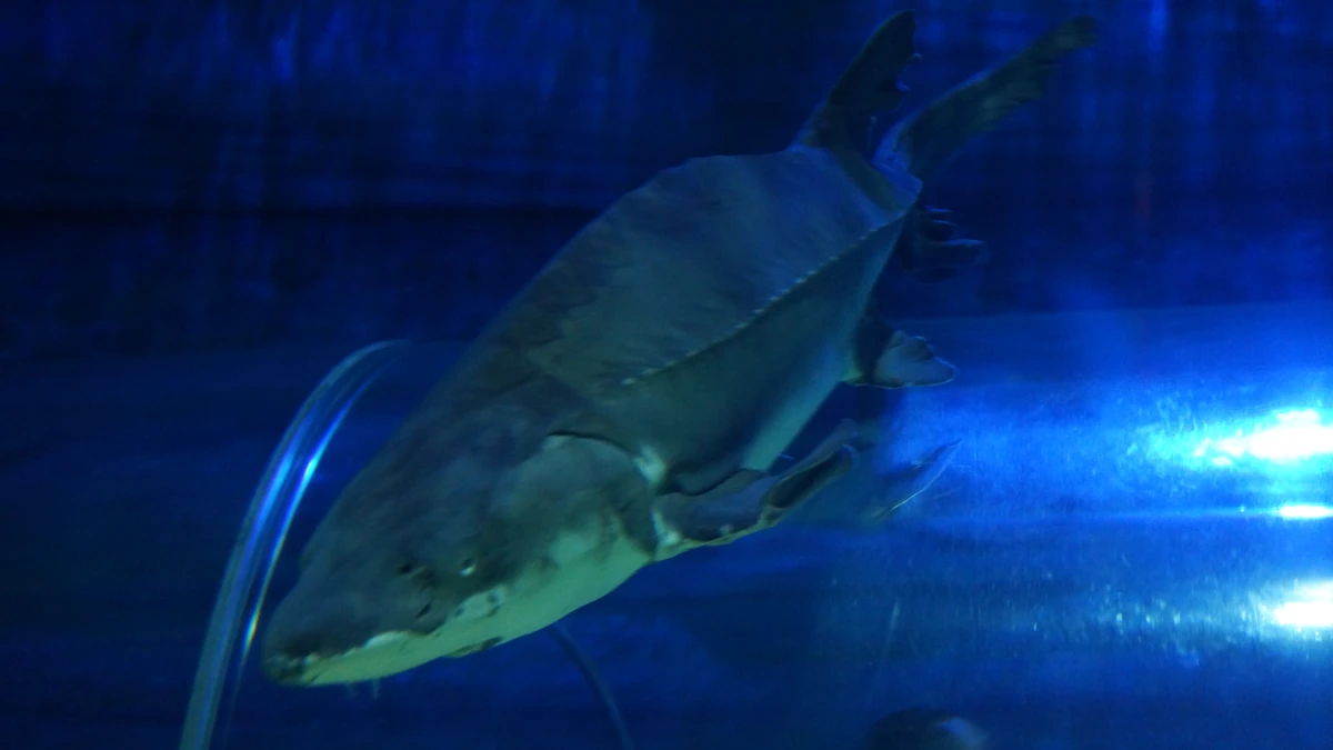 Sturgeon | Animal Alphabet Wiki | Fandom