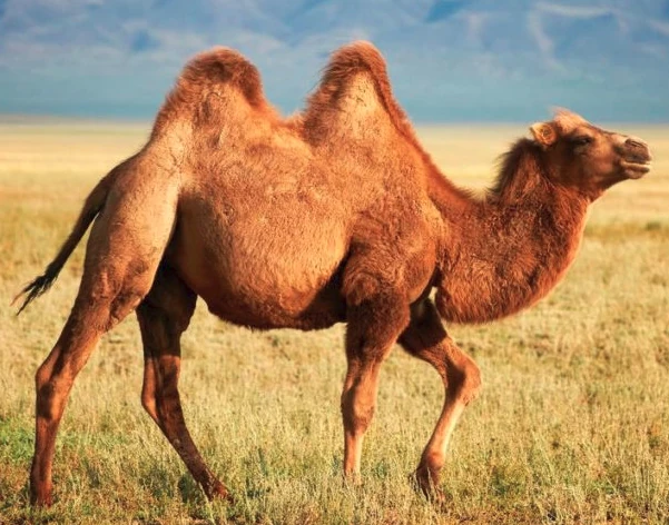 Camel | Animal Alphabet Wiki | Fandom