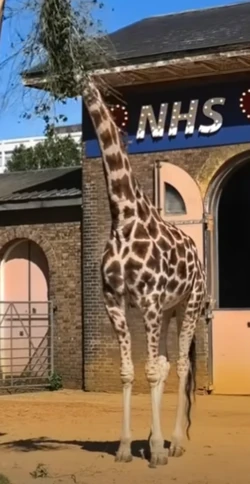 【レア】  London giraffe レア】 London giraffe s-l400.jpg