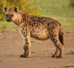 Spotted Hyena | Animal Atomizer Wiki | Fandom