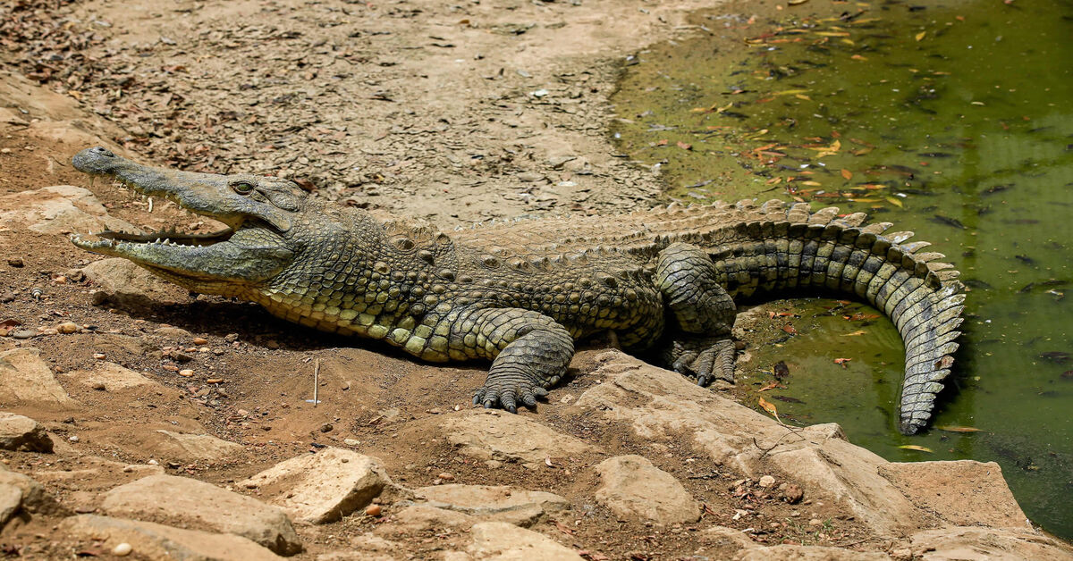 Nile Crocodile | Animal Atomizer Wiki | Fandom
