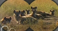 Spotted Hyena | Animal Atomizer Wiki | Fandom