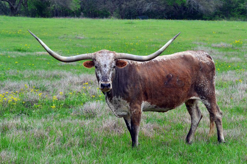 Texas Longhorn Bull Animal Atomizer Wiki Fandom texas-longhorn-bull-animal-atomizer-wiki-fandom