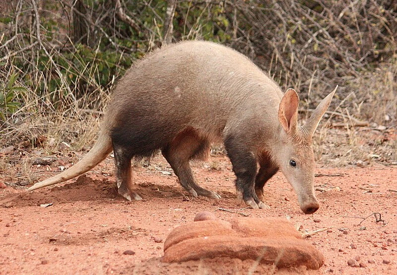 Aardvark | Animal Atomizer Wiki | Fandom