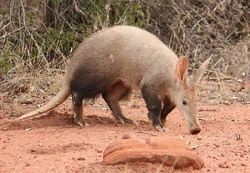 Aardvark | Animal Atomizer Wiki | Fandom