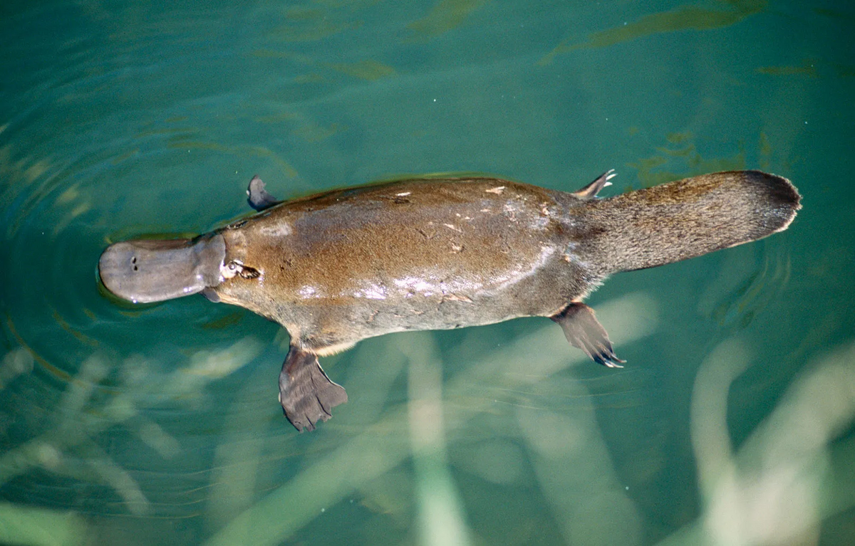 Duckbill Platypus | Animal Atomizer Wiki | Fandom