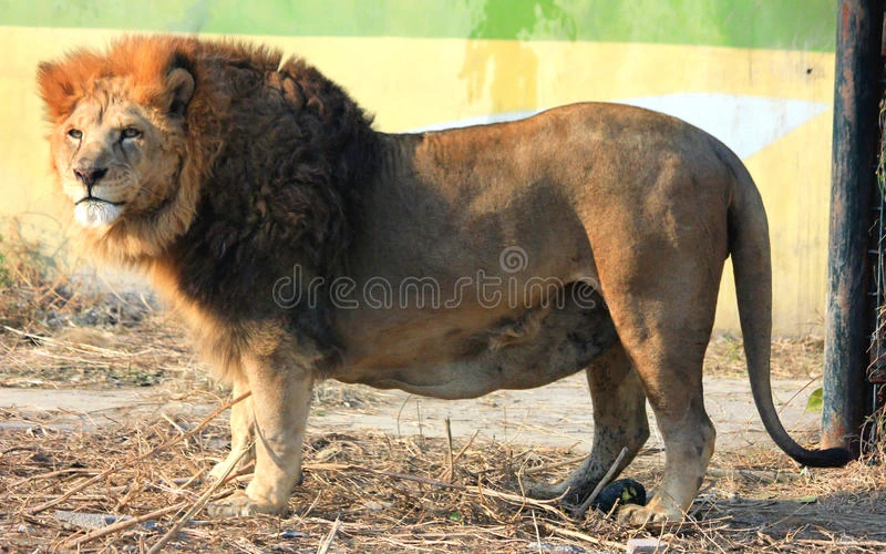 Congo Lion Animal Atomizer Wiki Fandom