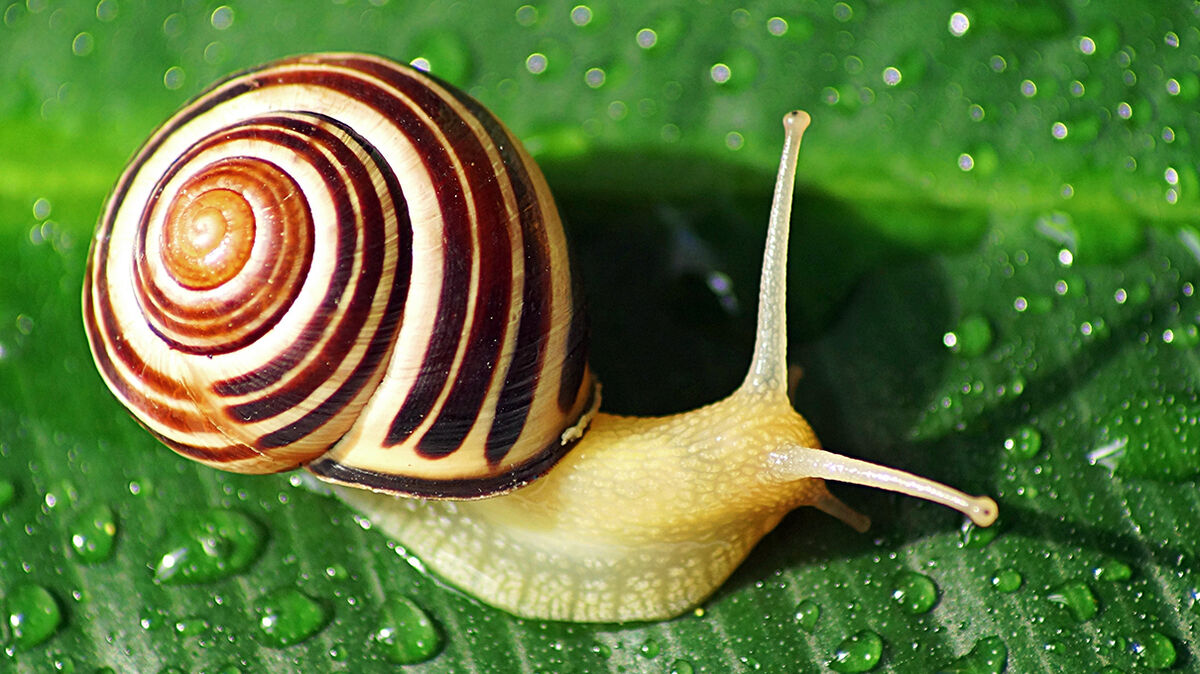 Snail | Animal Atomizer Wiki | Fandom