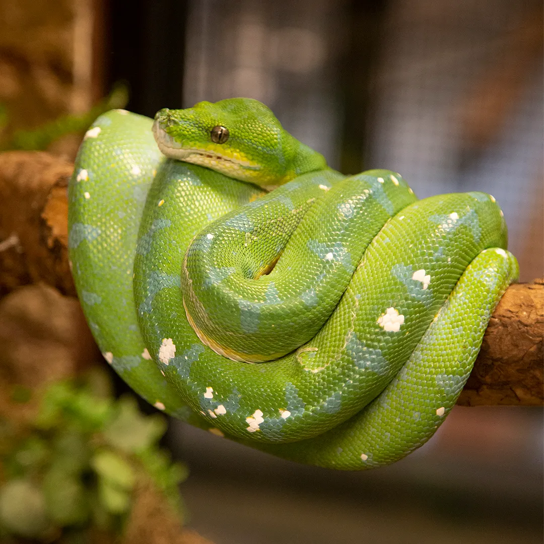 Green Tree Python | Animal Atomizer Wiki | Fandom