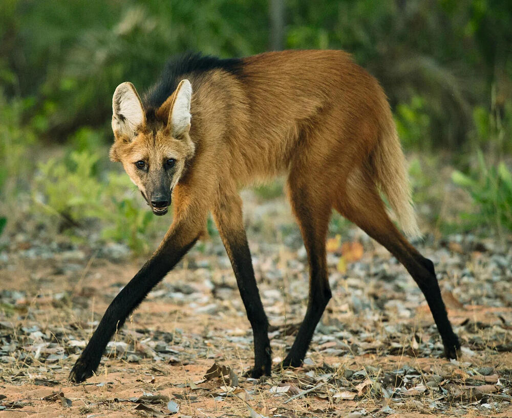 maned-wolf-animal-atomizer-wiki-fandom