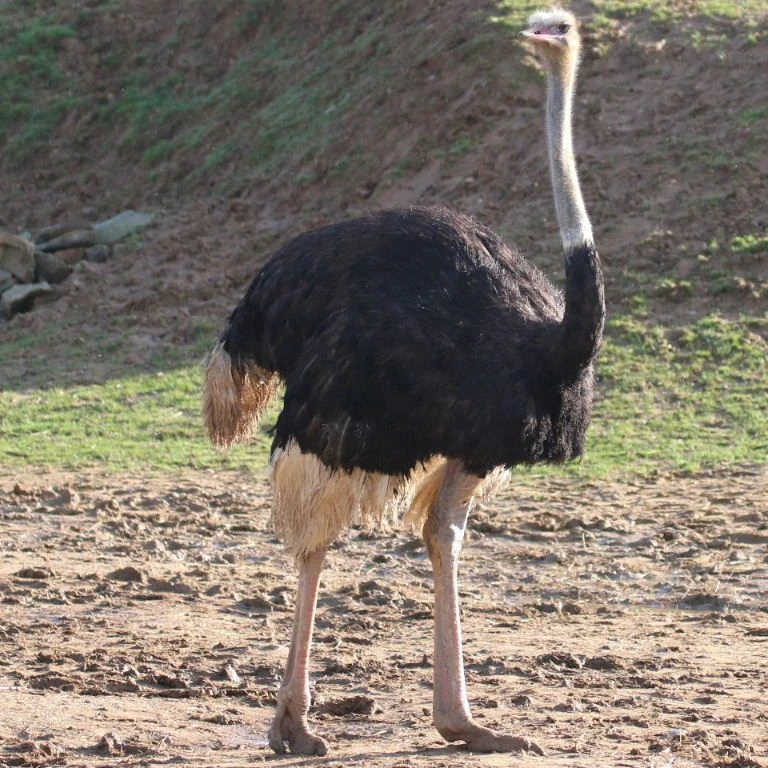 Southern Ostrich | Animal Atomizer Wiki | Fandom