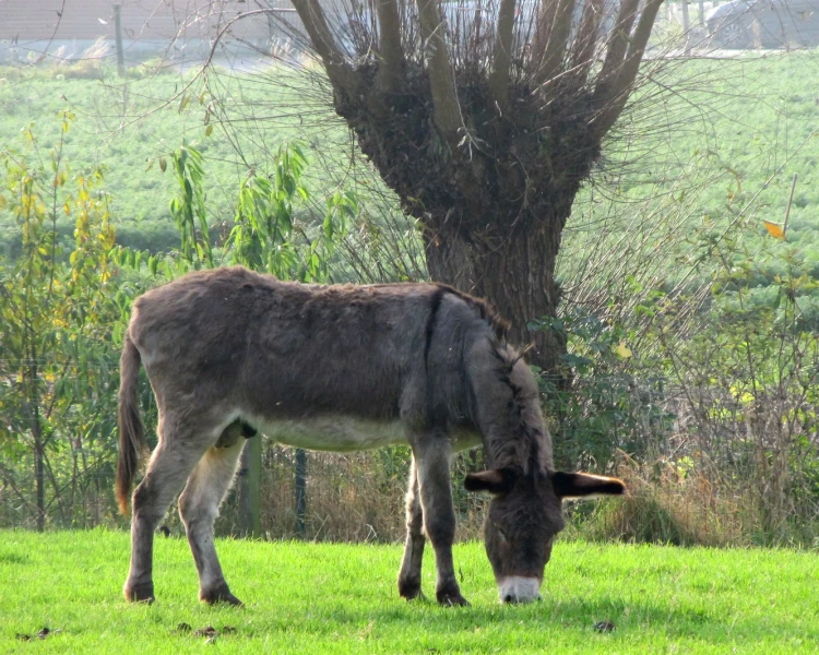 Donkey | Animal Bio Wiki | Fandom