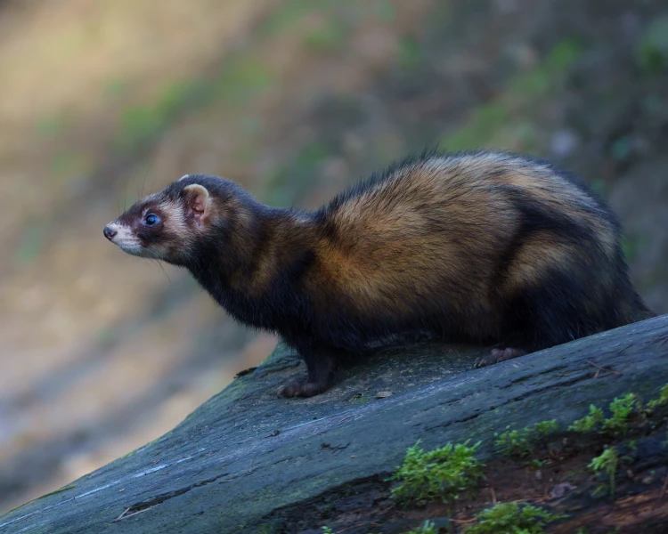 Domesticated Ferret Animal Bio Wiki Fandom