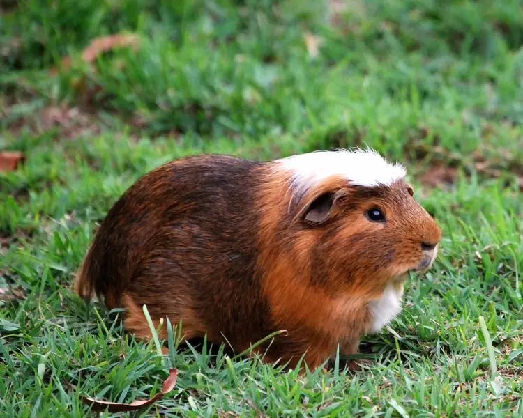 Domestic Guinea Pig Animal Bio Wiki Fandom