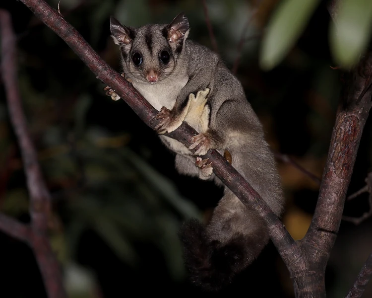 Sugar Glider Animal Bio Wiki Fandom