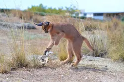 Caracal | Animal Bio Wiki | Fandom