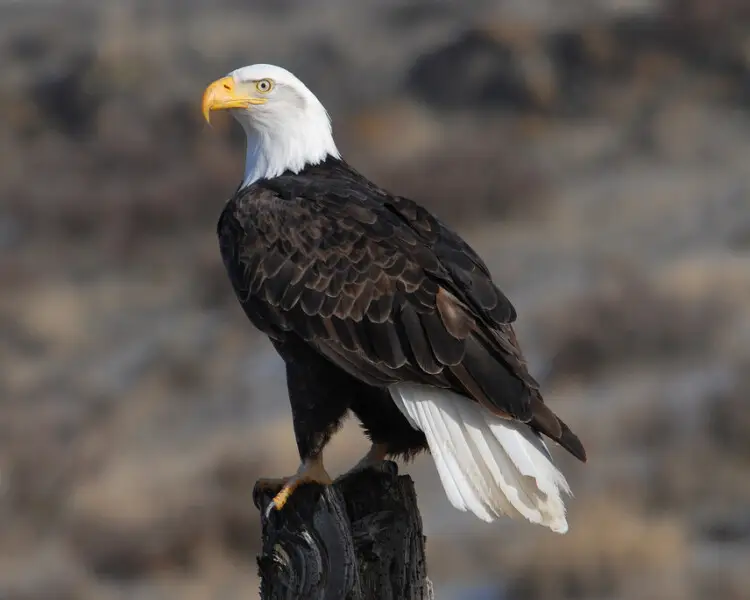 Bald Eagle | Animal Bio Wiki | Fandom