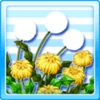 Dandelion Flowers