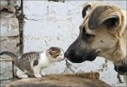Cat kiss dog