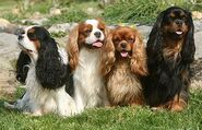 Cavalierkingcharlesspanielsf5