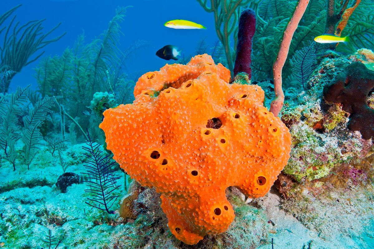 Porifera (Sponges) | Animal Classification Project Wiki | Fandom