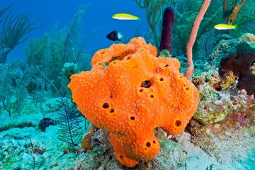Types of sponges online