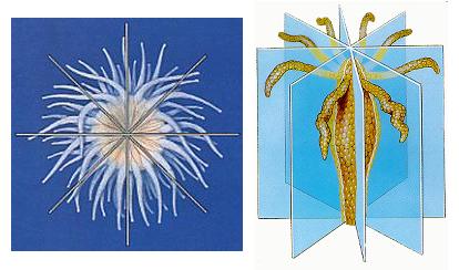 cnidarians characteristics