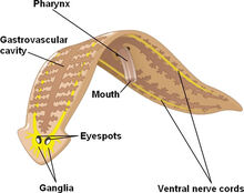 flatworm anatomy