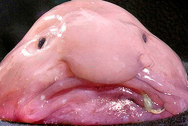 Blobfish, Marine Wiki