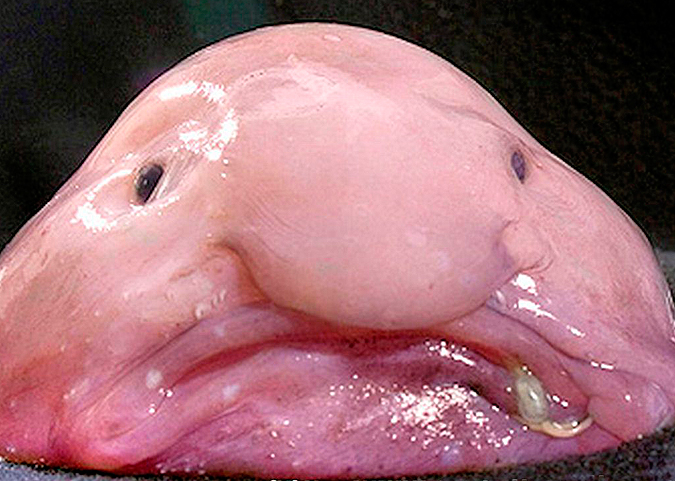 What's inside the 'world's ugliest animal,' the blobfish