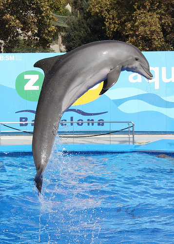 wii animal crossing dolphin date wii animal crossing dolphin date