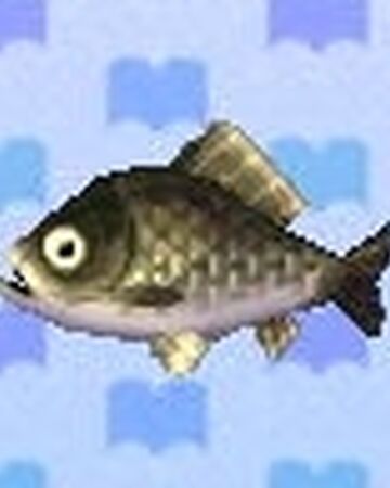 Karas Animal Crossing Viki Fandom