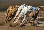 Greyhound Racing.jpg