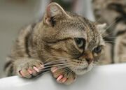 Don't Declaw