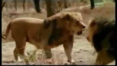 Lion vs Tiger