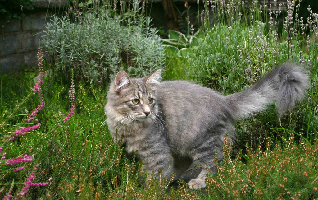Сибирская серая кошка