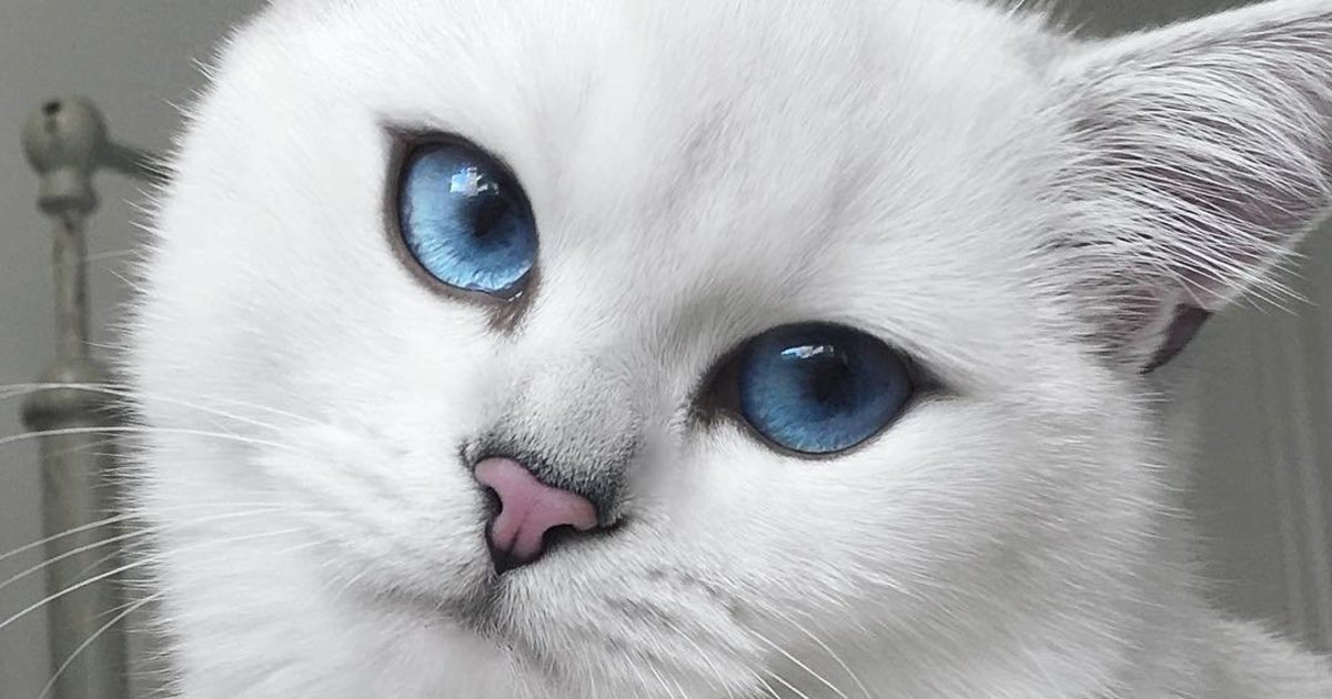 User Blog Emotrashcompactor Evil Girly I Have Yet To Use Animal Groups Roleplay Wiki Fandom User Blog Emotrashcompactor Evil Girly I Have Yet To Use Animal Groups Roleplay Wiki Fandom