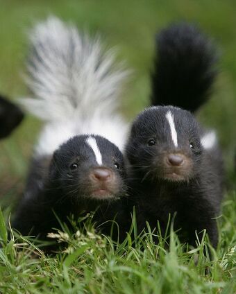 User blog:Rhapsodies/Skunk that Whispers Hoarsely | Animal Groups Roleplay  Wiki | Fandom