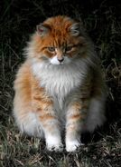 Ginger-orange-white-long-hair-cat 