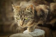 Bigstock-Brown-cat-chasing-on-fence-19539572