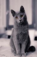 1ea2c51cd7bd8f444a874200d171d236--russian-blue-cats-gray-cats