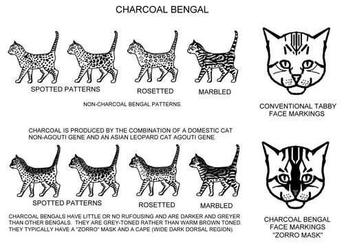 Charcoal-bengals