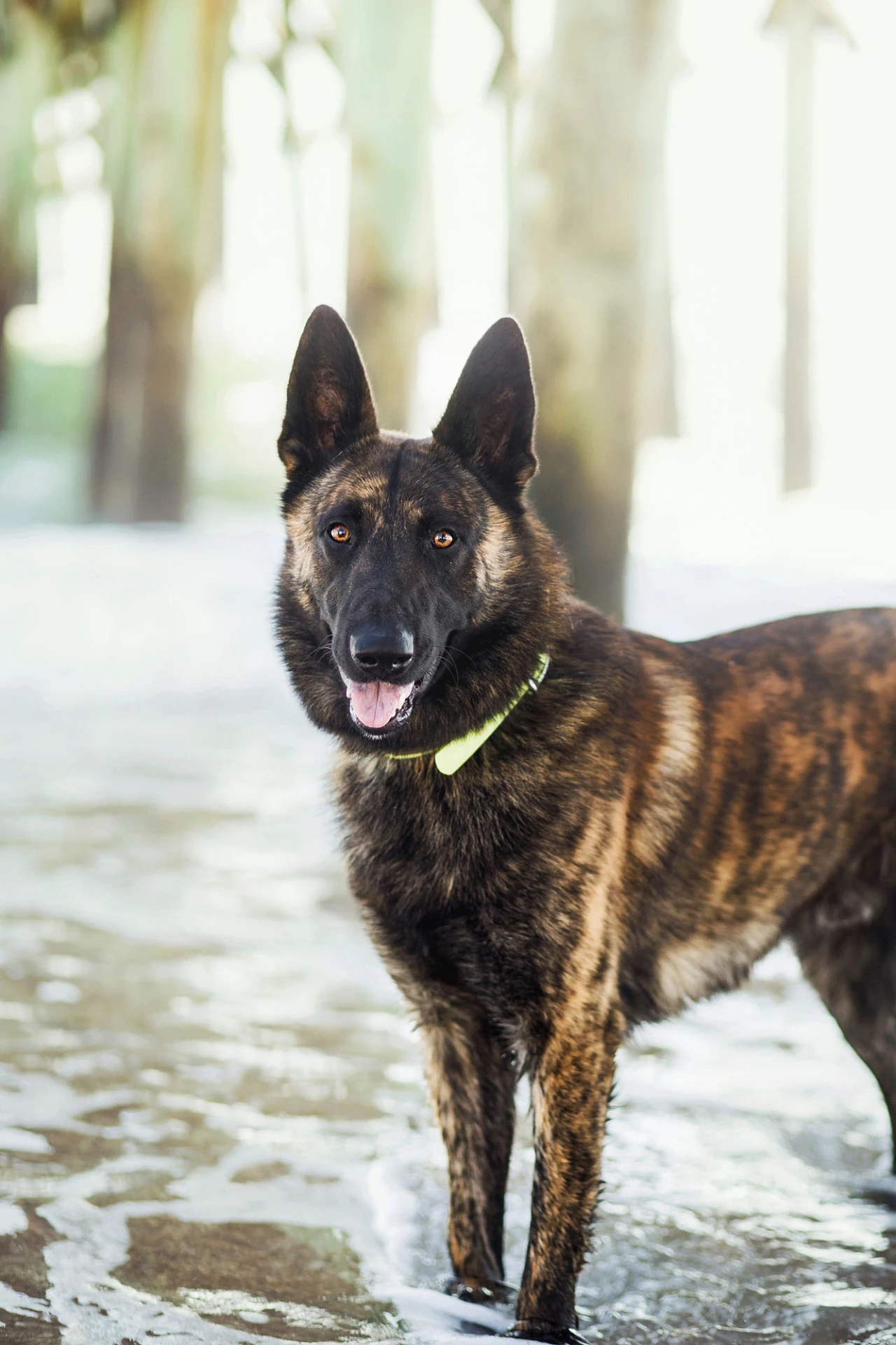 User Blog Howlergirl1 Oc Page Format 2 Animal Groups Roleplay Wiki Fandom