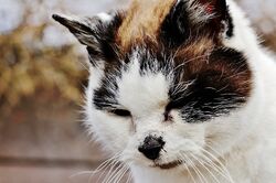 User blog:Wammer17/idk warrior cat icons?, Animal Groups Roleplay Wiki