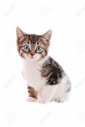 A-brown-and-white-tabby-kitten-with-blue-eyes-on-a-white-background