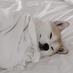 Shiba Inu  The Fandom Post