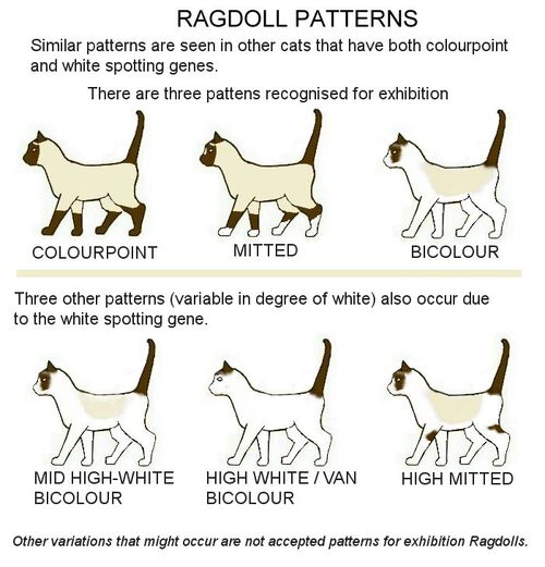 Ragdoll-patterns.jpg